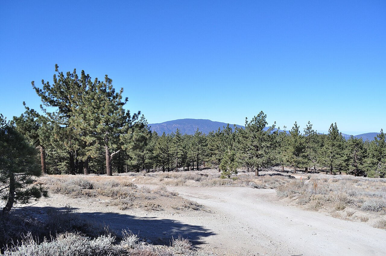 Mount Pinos beyond pine forest, viewed from Frazier Mountain.