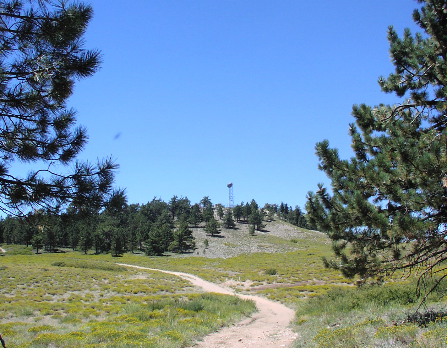 A hiking trail winds between Jeffrey pines toward the summit of Mount Pinos.